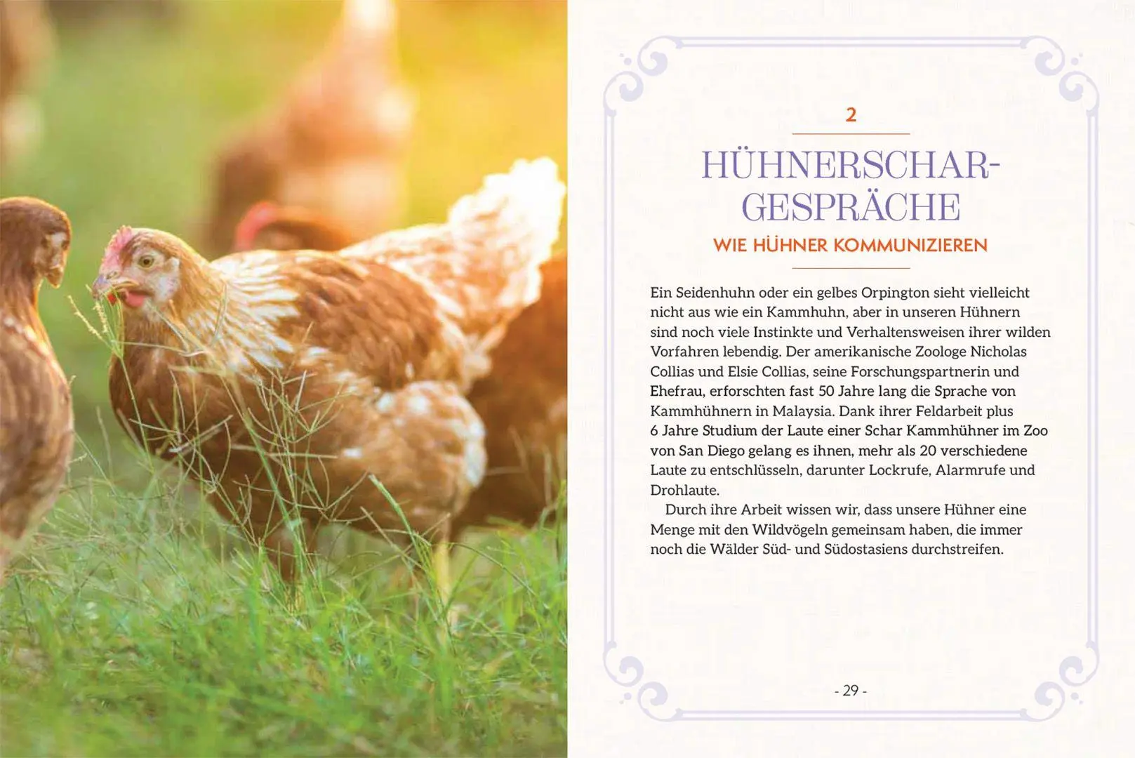 Bild: 9783258084503 | How to Read a Chicken's Mind | Melissa Caughey | Taschenbuch | 128 S.