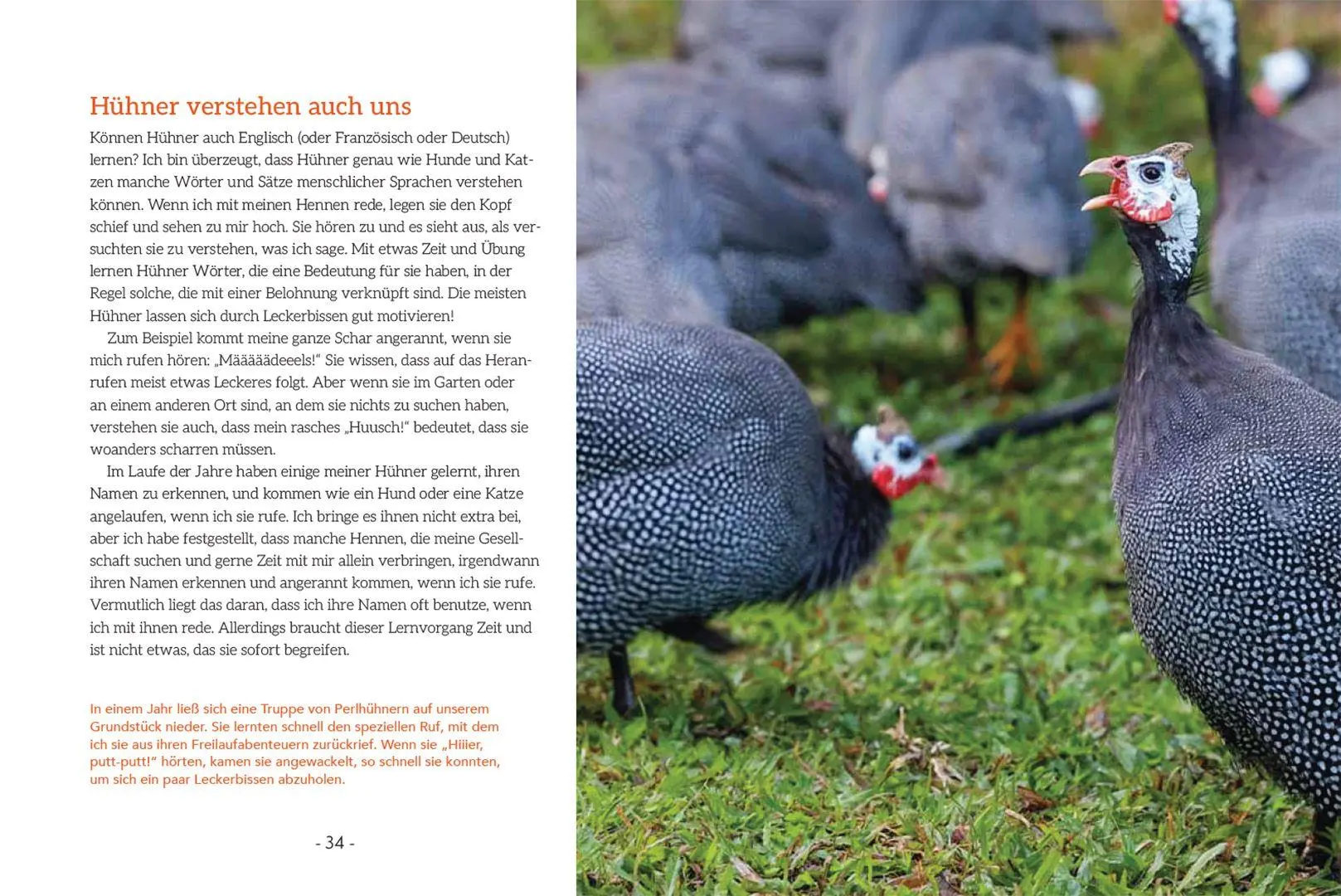 Bild: 9783258084503 | How to Read a Chicken's Mind | Melissa Caughey | Taschenbuch | 128 S.