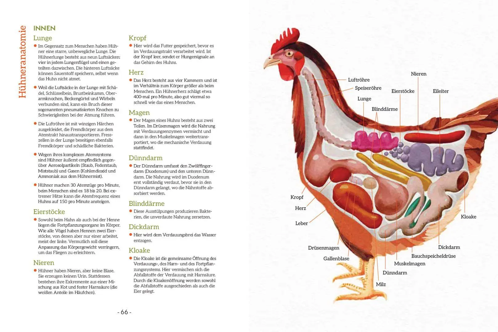 Bild: 9783258084503 | How to Read a Chicken's Mind | Melissa Caughey | Taschenbuch | 128 S.