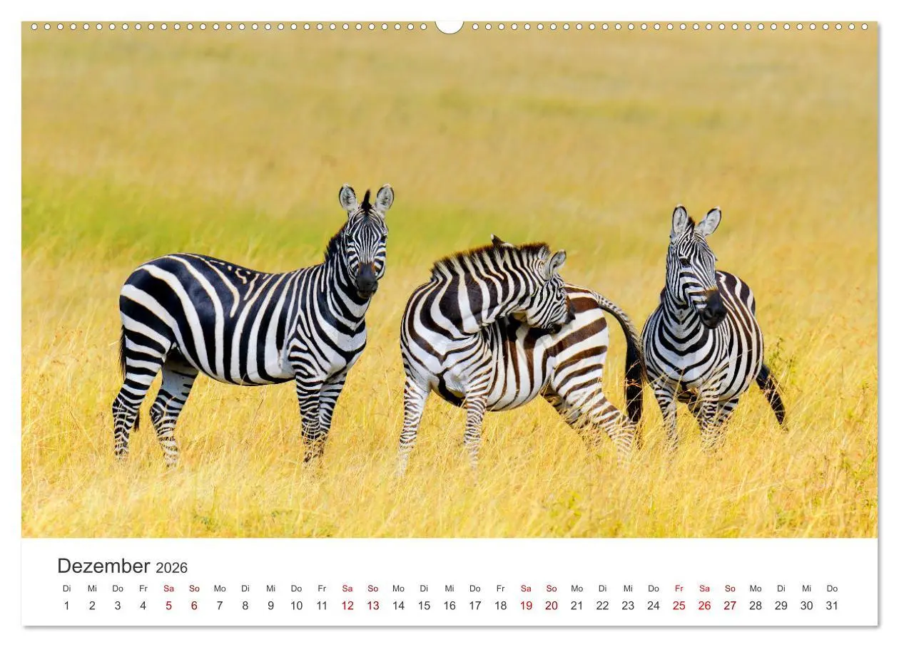 Bild: 9783457384503 | Zebras - Die gestreiften Vierbeiner. (hochwertiger Premium...