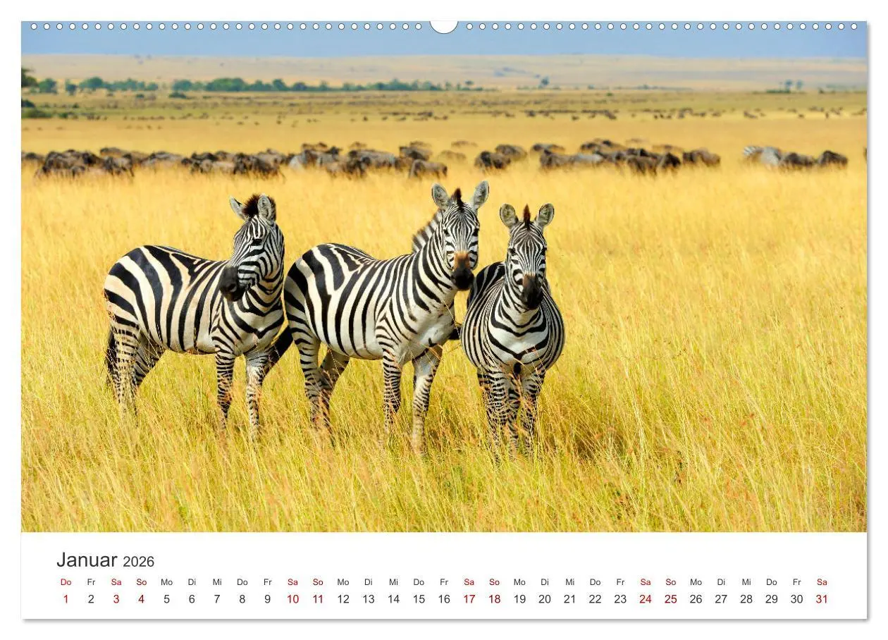 Bild: 9783457384503 | Zebras - Die gestreiften Vierbeiner. (hochwertiger Premium...