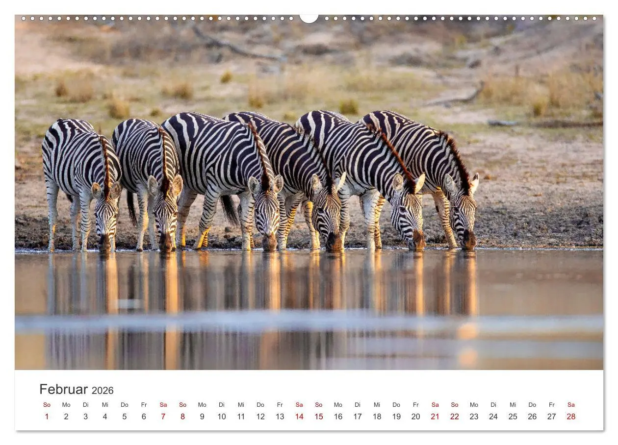 Bild: 9783457384503 | Zebras - Die gestreiften Vierbeiner. (hochwertiger Premium...