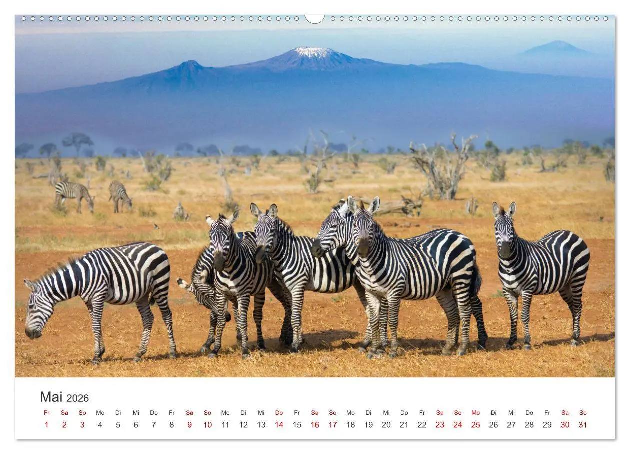 Bild: 9783457384503 | Zebras - Die gestreiften Vierbeiner. (hochwertiger Premium...