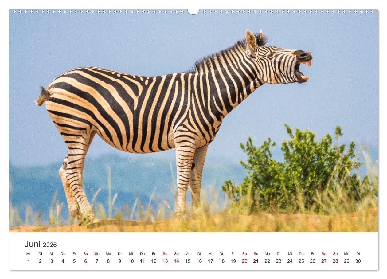 Bild: 9783457384503 | Zebras - Die gestreiften Vierbeiner. (hochwertiger Premium...
