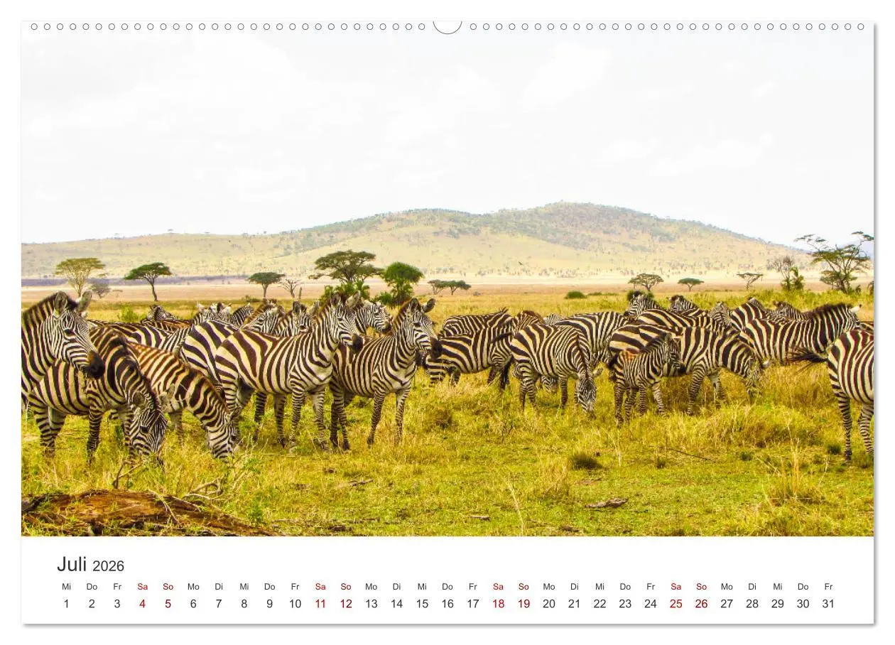 Bild: 9783457384503 | Zebras - Die gestreiften Vierbeiner. (hochwertiger Premium...