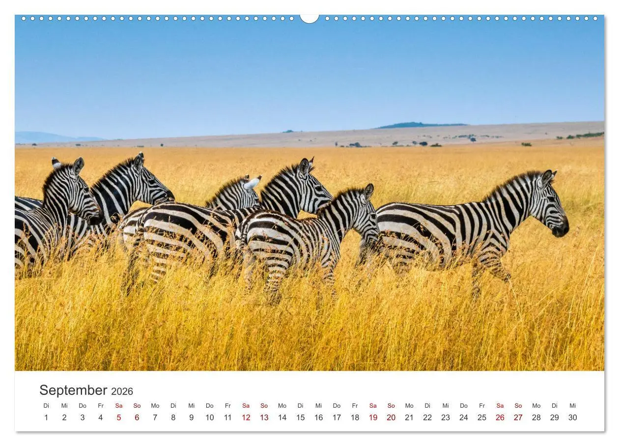 Bild: 9783457384503 | Zebras - Die gestreiften Vierbeiner. (hochwertiger Premium...