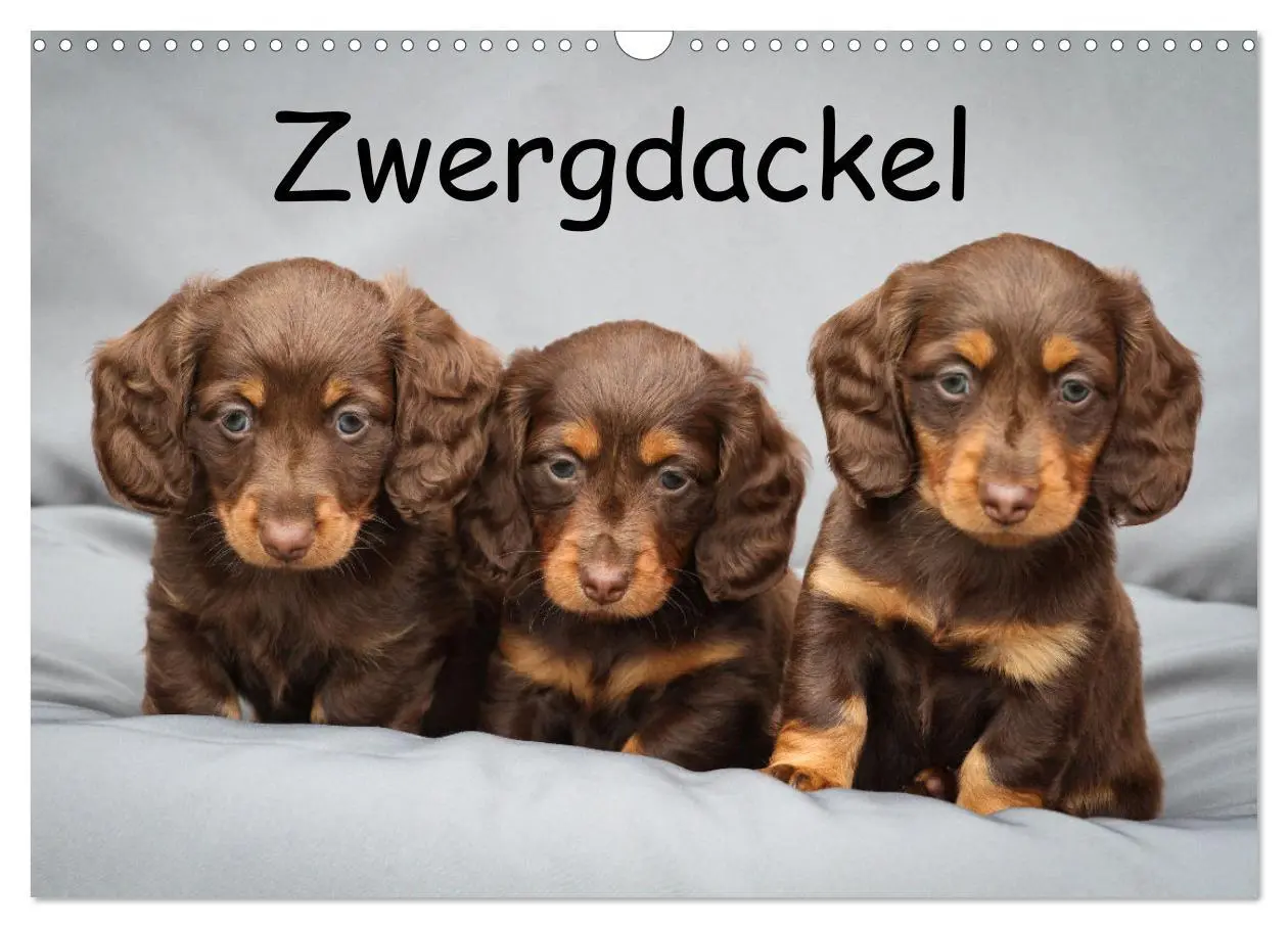 Cover: 9783457524503 | Zwergdackel von Kadi (Wandkalender 2026 DIN A3 quer), CALVENDO...