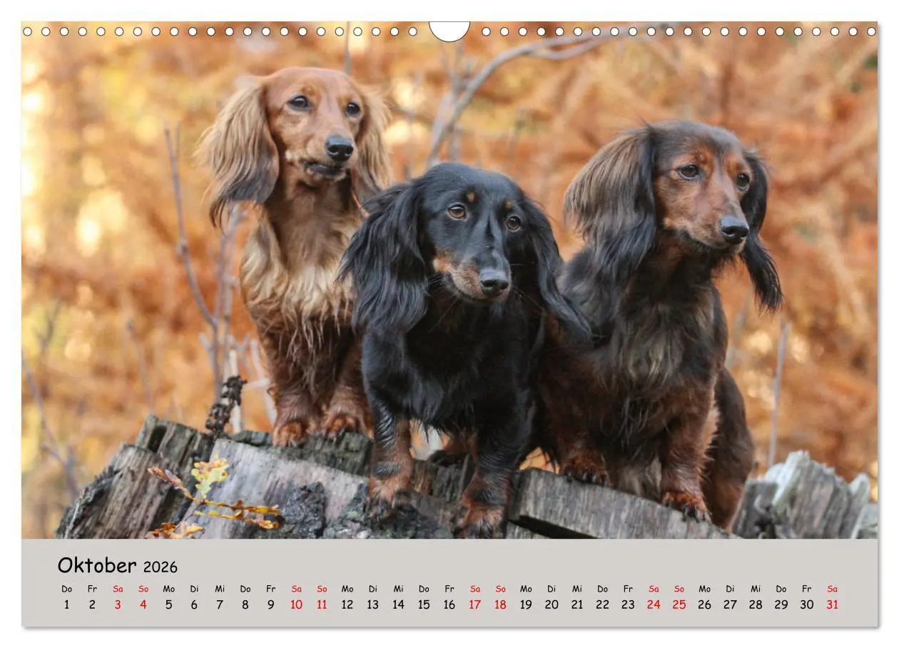 Bild: 9783457524503 | Zwergdackel von Kadi (Wandkalender 2026 DIN A3 quer), CALVENDO...