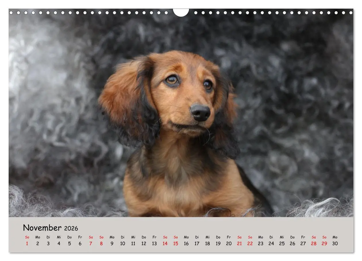 Bild: 9783457524503 | Zwergdackel von Kadi (Wandkalender 2026 DIN A3 quer), CALVENDO...