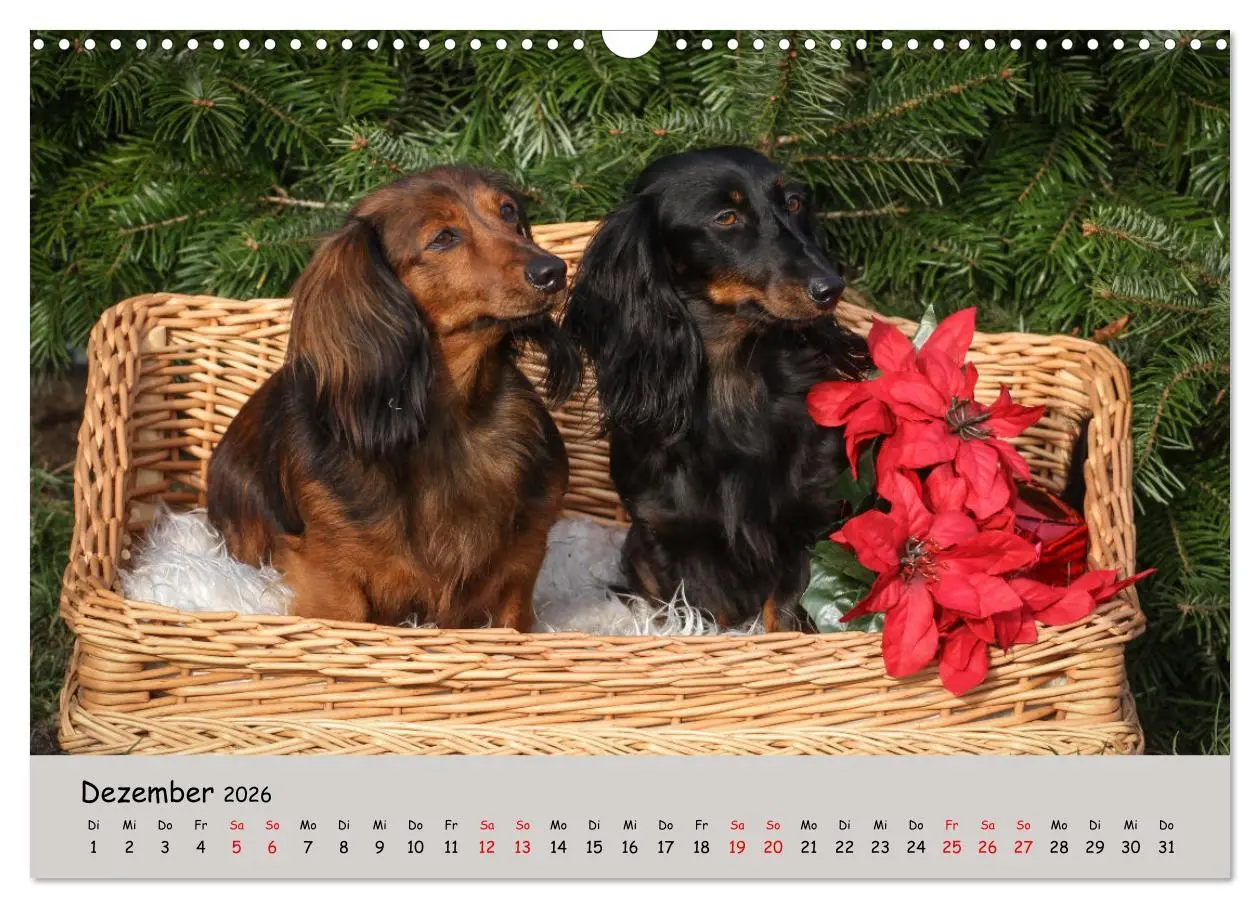 Bild: 9783457524503 | Zwergdackel von Kadi (Wandkalender 2026 DIN A3 quer), CALVENDO...