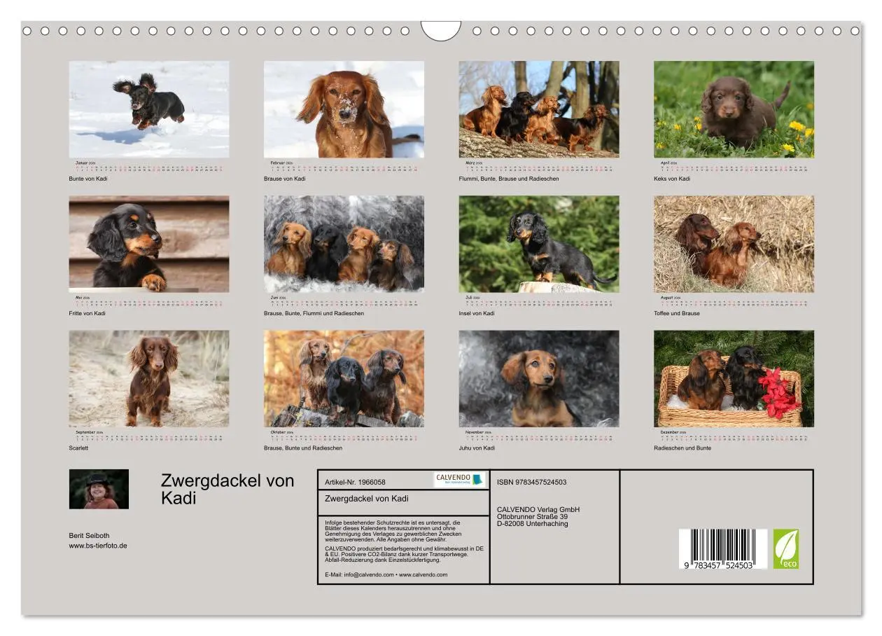 Bild: 9783457524503 | Zwergdackel von Kadi (Wandkalender 2026 DIN A3 quer), CALVENDO...