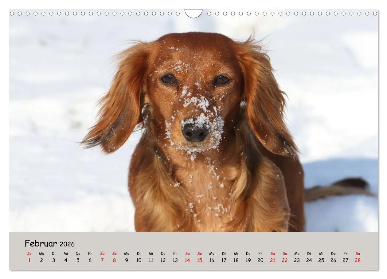 Bild: 9783457524503 | Zwergdackel von Kadi (Wandkalender 2026 DIN A3 quer), CALVENDO...
