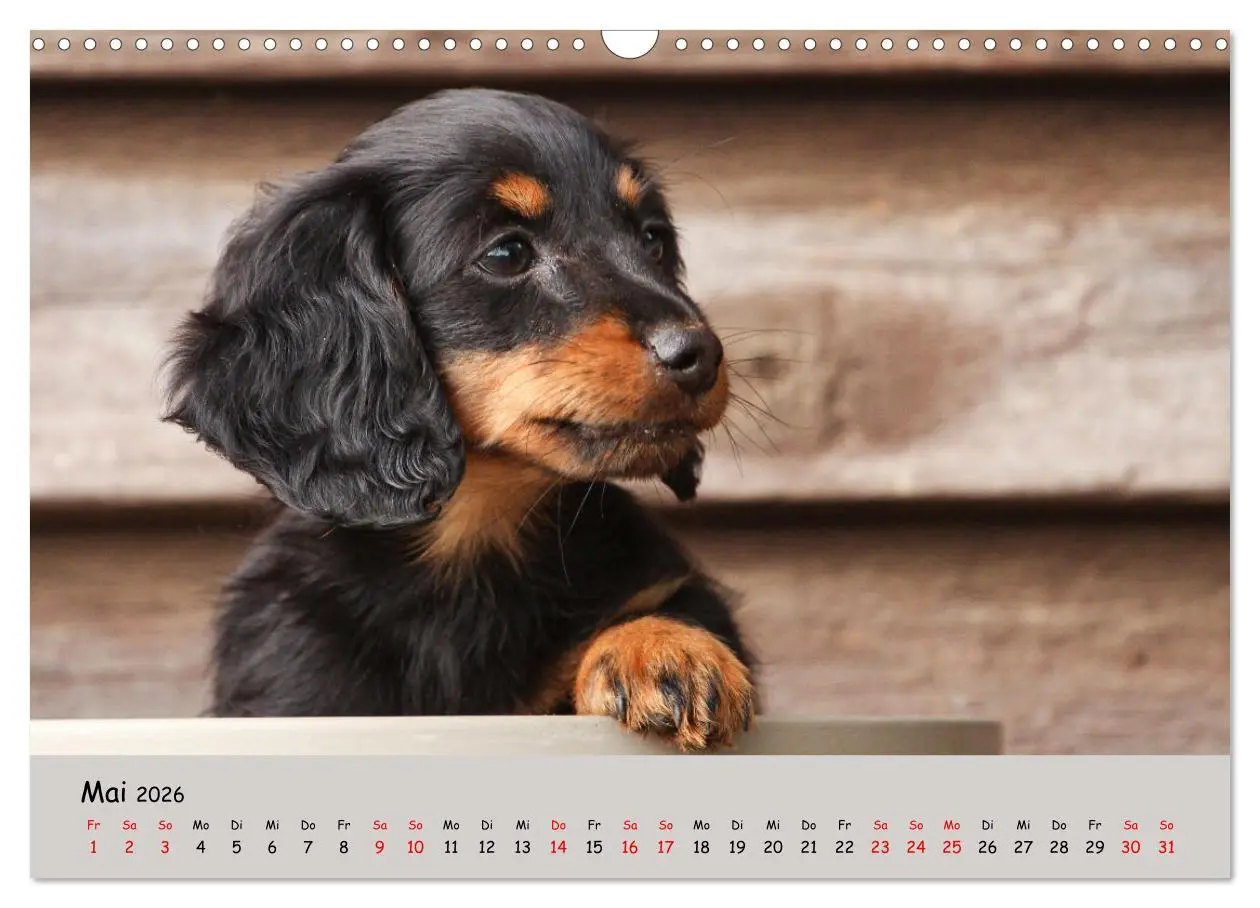 Bild: 9783457524503 | Zwergdackel von Kadi (Wandkalender 2026 DIN A3 quer), CALVENDO...