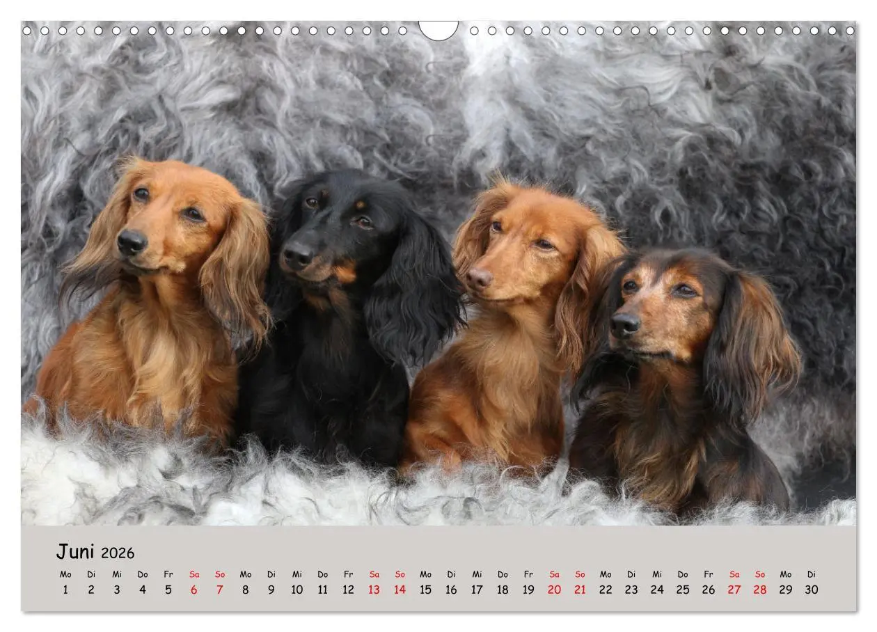 Bild: 9783457524503 | Zwergdackel von Kadi (Wandkalender 2026 DIN A3 quer), CALVENDO...