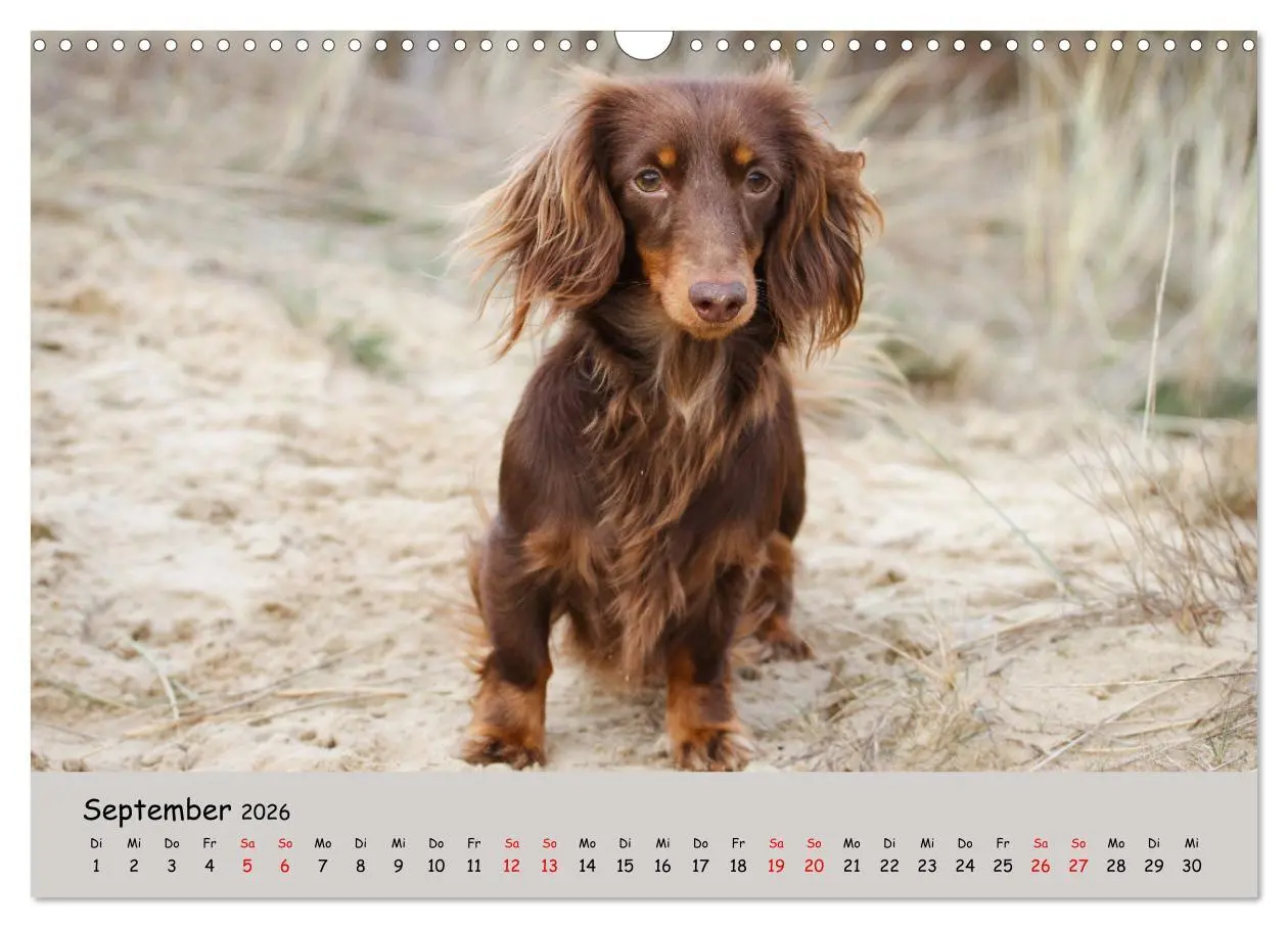 Bild: 9783457524503 | Zwergdackel von Kadi (Wandkalender 2026 DIN A3 quer), CALVENDO...