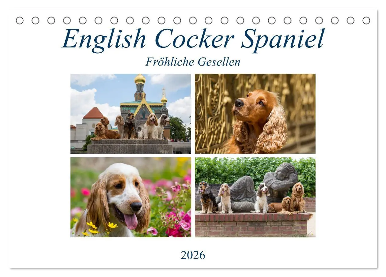 Cover: 9783457904503 | English Cocker Spaniel - Fröhliche Gesellen (Tischkalender 2026 DIN...