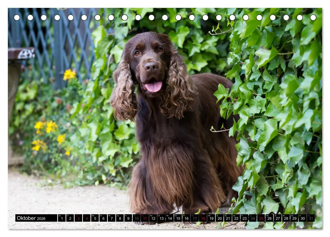 Bild: 9783457904503 | English Cocker Spaniel - Fröhliche Gesellen (Tischkalender 2026 DIN...