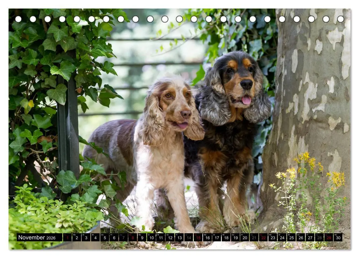Bild: 9783457904503 | English Cocker Spaniel - Fröhliche Gesellen (Tischkalender 2026 DIN...