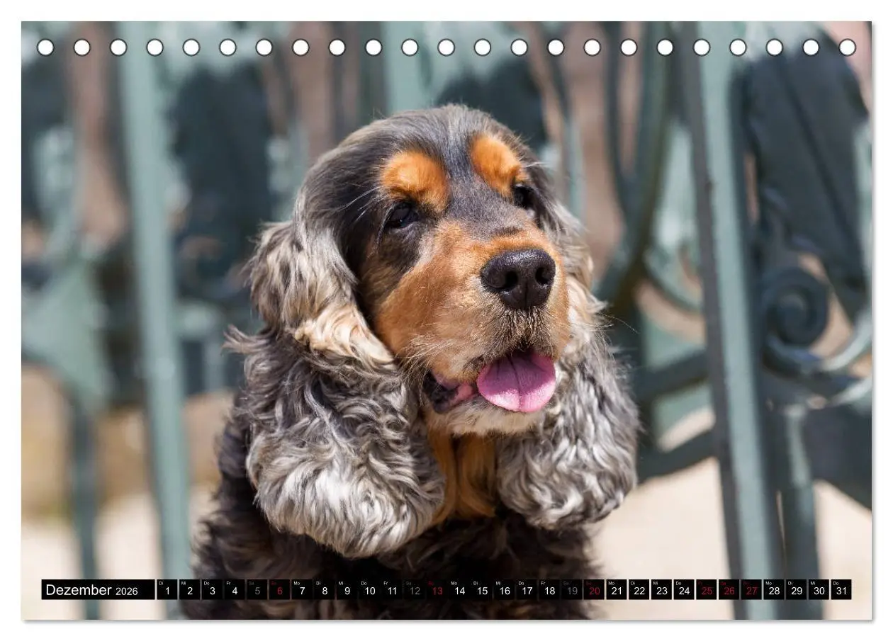 Bild: 9783457904503 | English Cocker Spaniel - Fröhliche Gesellen (Tischkalender 2026 DIN...