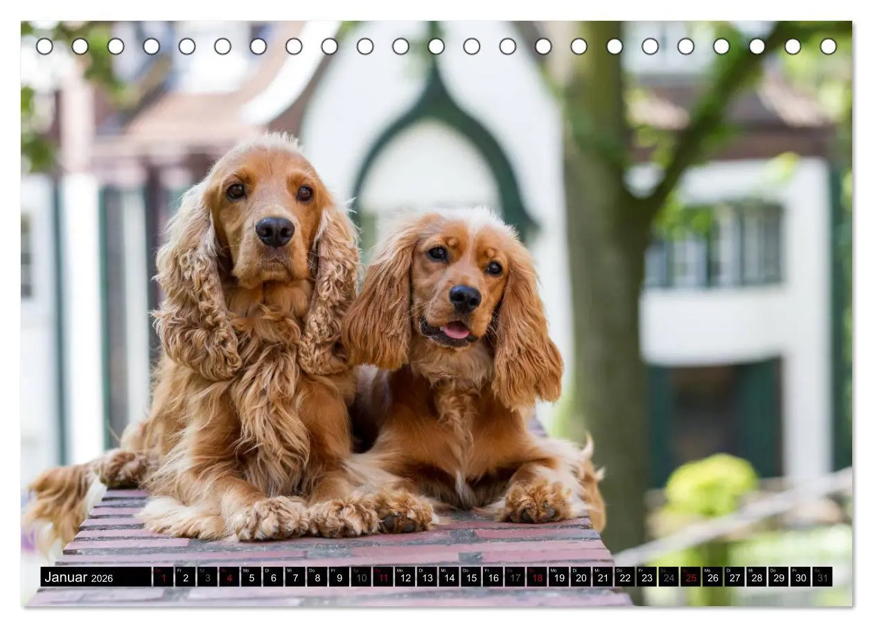 Bild: 9783457904503 | English Cocker Spaniel - Fröhliche Gesellen (Tischkalender 2026 DIN...