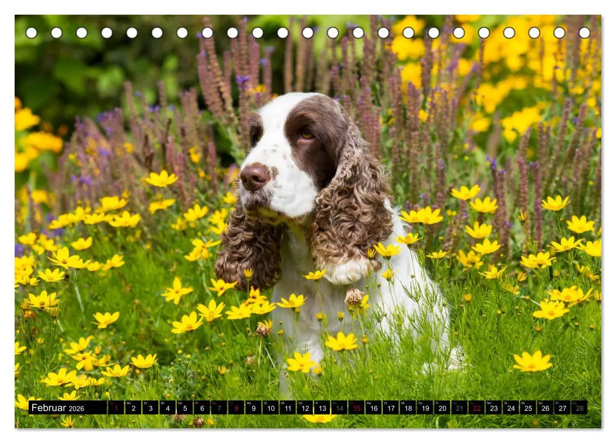 Bild: 9783457904503 | English Cocker Spaniel - Fröhliche Gesellen (Tischkalender 2026 DIN...