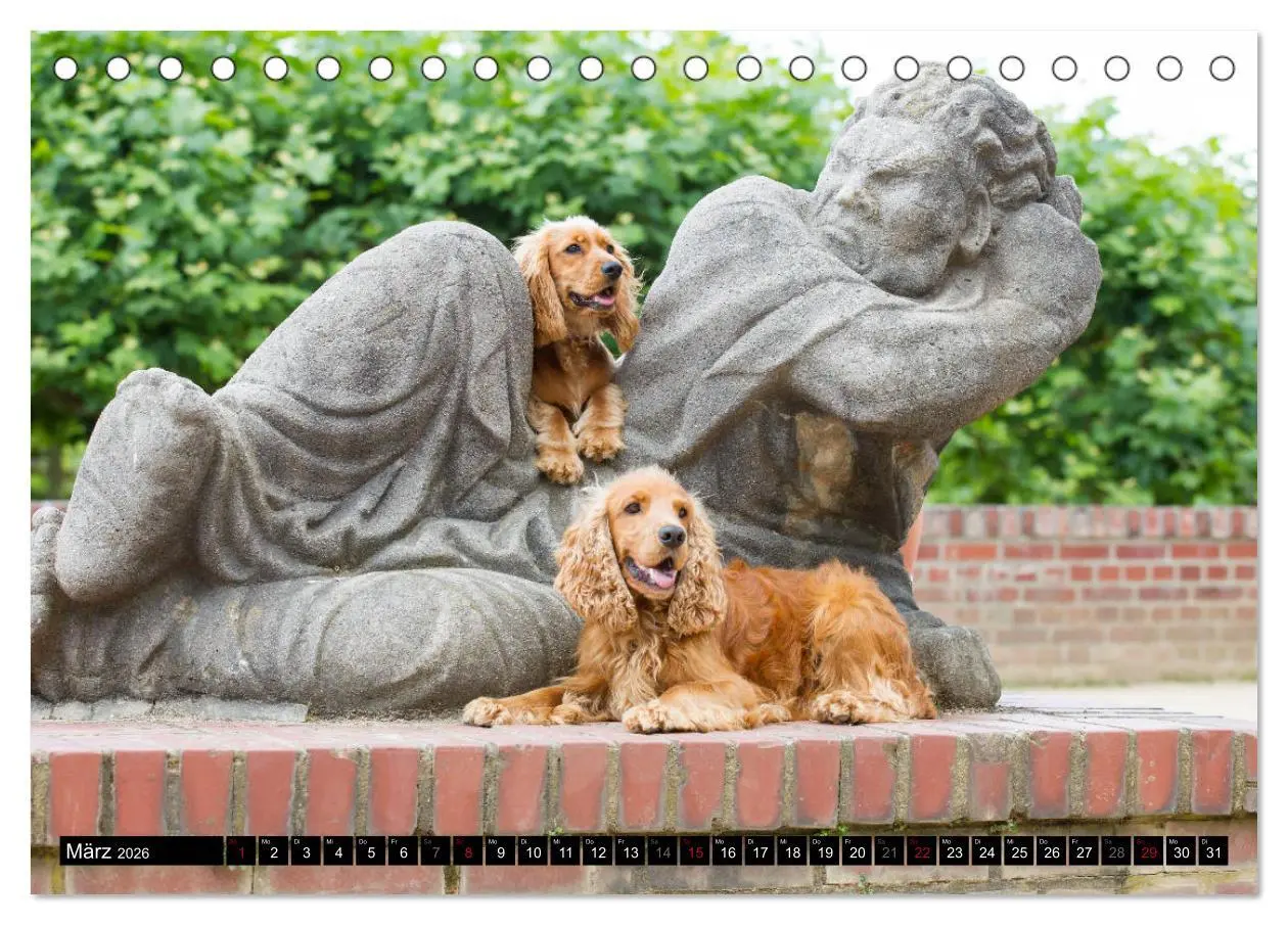 Bild: 9783457904503 | English Cocker Spaniel - Fröhliche Gesellen (Tischkalender 2026 DIN...