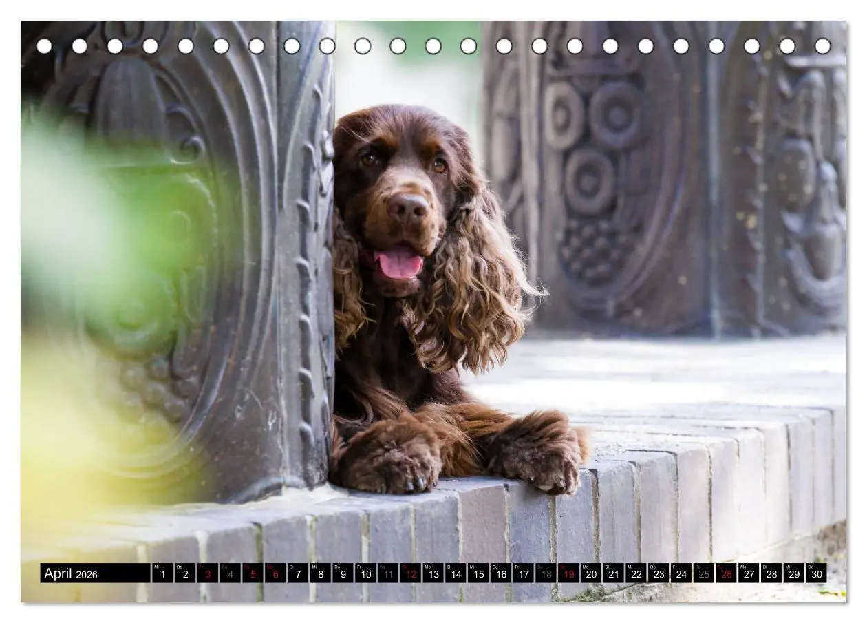 Bild: 9783457904503 | English Cocker Spaniel - Fröhliche Gesellen (Tischkalender 2026 DIN...
