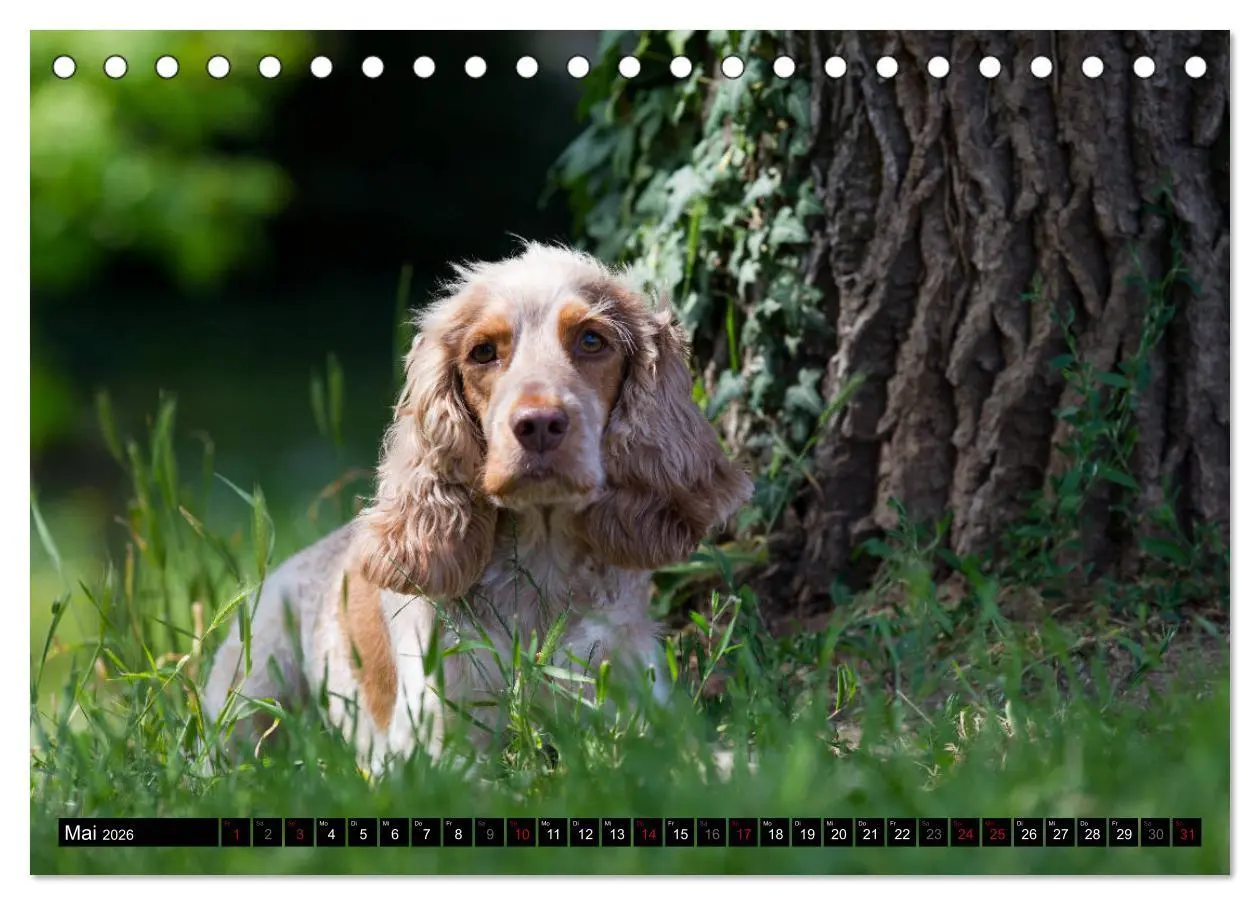 Bild: 9783457904503 | English Cocker Spaniel - Fröhliche Gesellen (Tischkalender 2026 DIN...