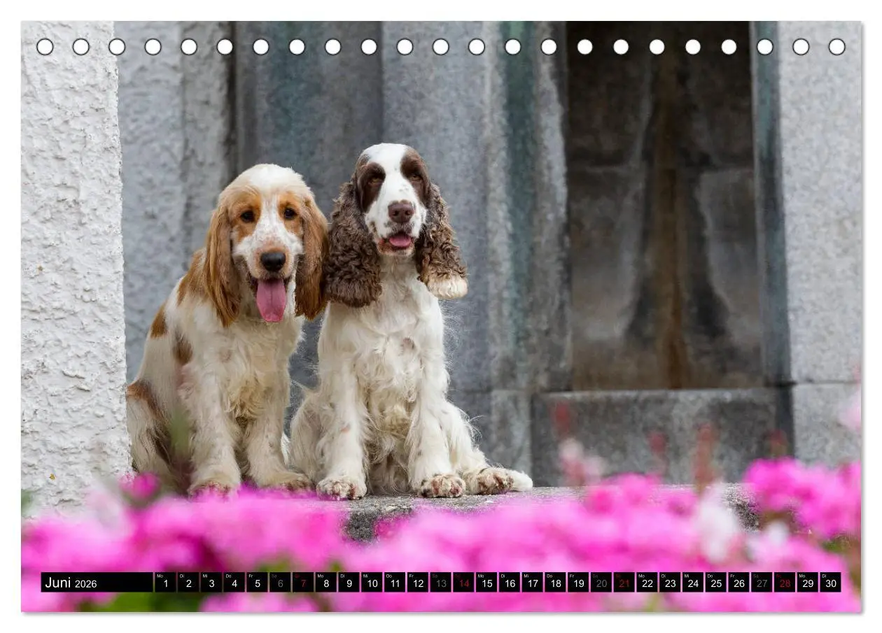 Bild: 9783457904503 | English Cocker Spaniel - Fröhliche Gesellen (Tischkalender 2026 DIN...