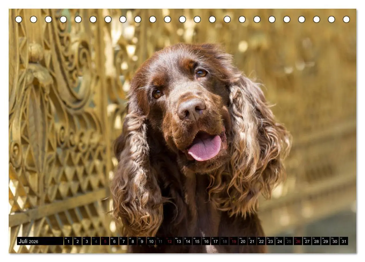 Bild: 9783457904503 | English Cocker Spaniel - Fröhliche Gesellen (Tischkalender 2026 DIN...