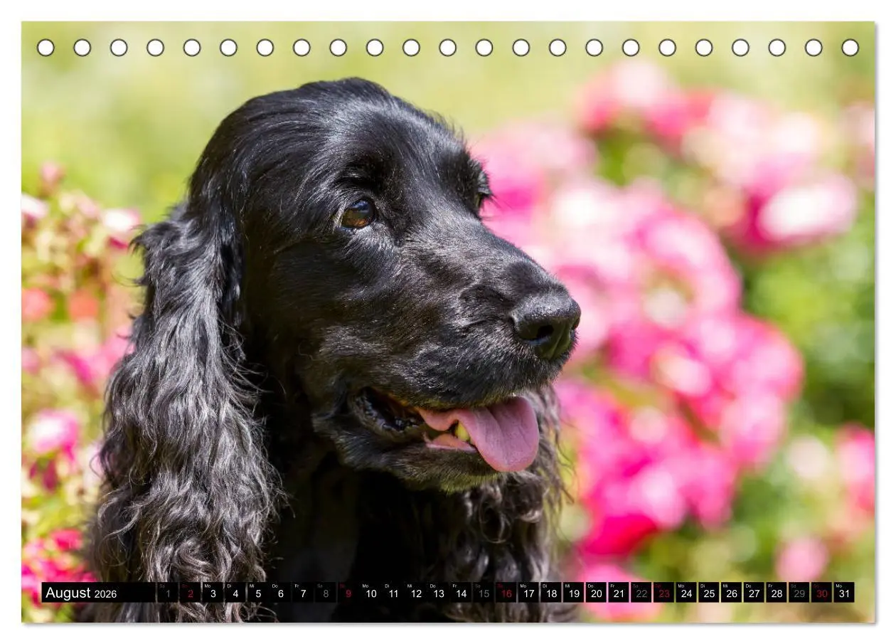 Bild: 9783457904503 | English Cocker Spaniel - Fröhliche Gesellen (Tischkalender 2026 DIN...