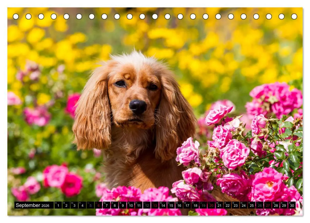 Bild: 9783457904503 | English Cocker Spaniel - Fröhliche Gesellen (Tischkalender 2026 DIN...