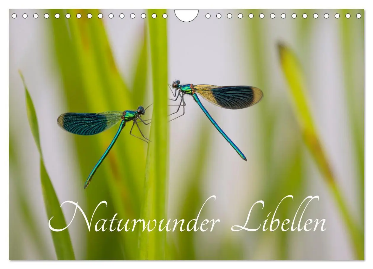 Cover: 9783516234503 | Naturwunder Libellen (Wandkalender 2026 DIN A4 quer), CALVENDO...