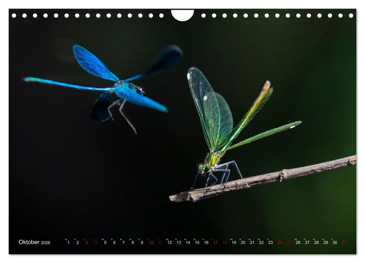 Bild: 9783516234503 | Naturwunder Libellen (Wandkalender 2026 DIN A4 quer), CALVENDO...
