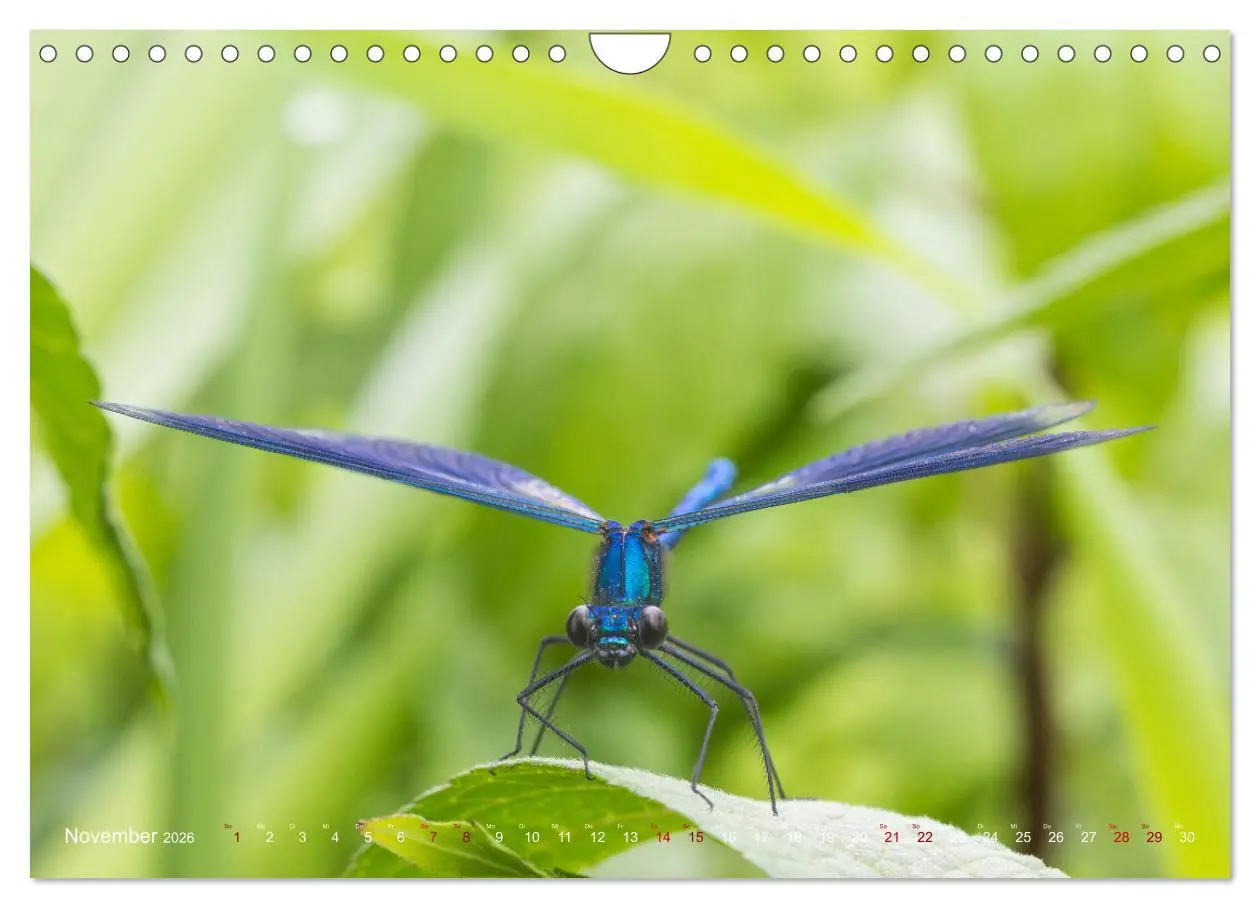 Bild: 9783516234503 | Naturwunder Libellen (Wandkalender 2026 DIN A4 quer), CALVENDO...