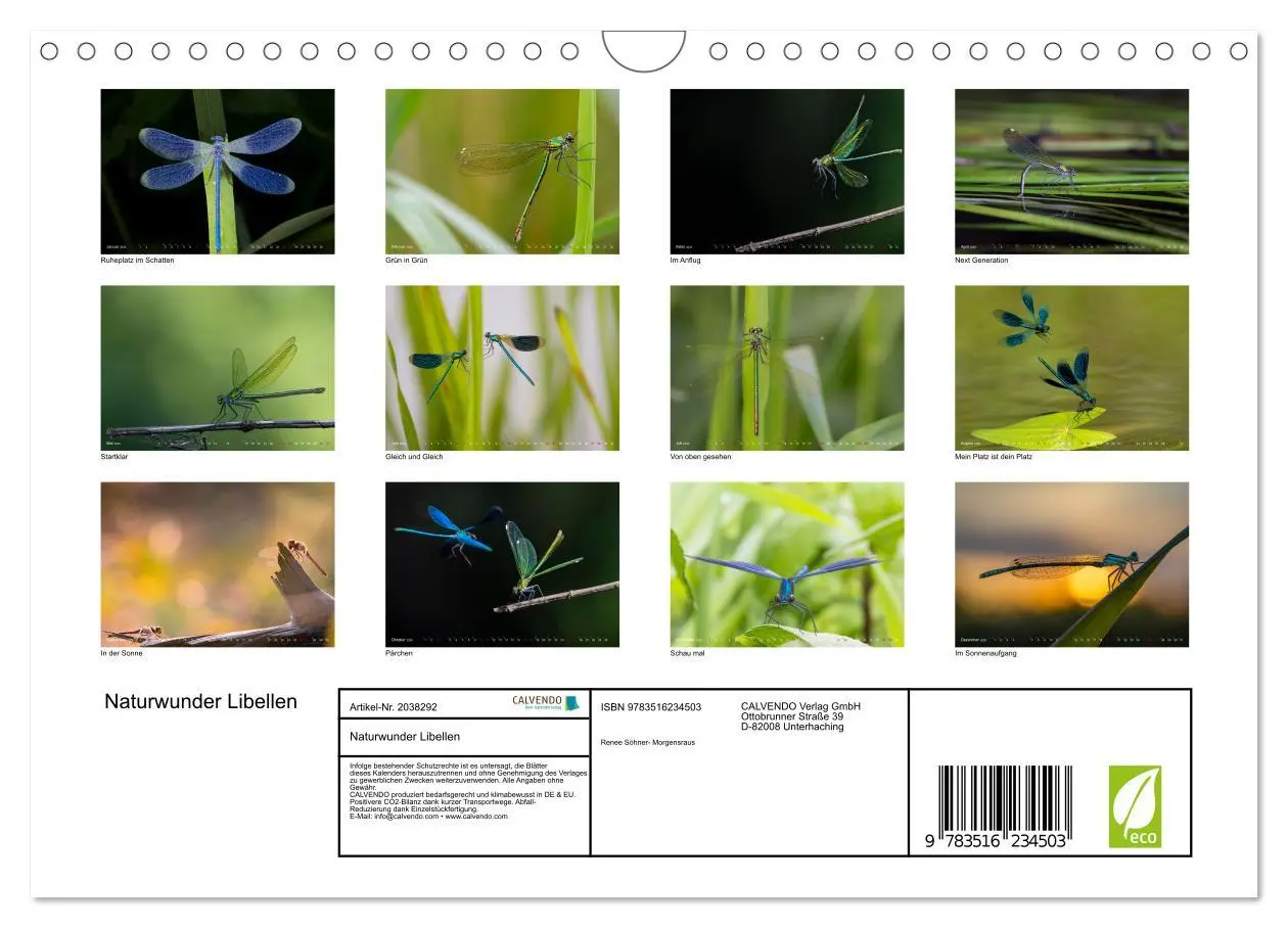 Bild: 9783516234503 | Naturwunder Libellen (Wandkalender 2026 DIN A4 quer), CALVENDO...