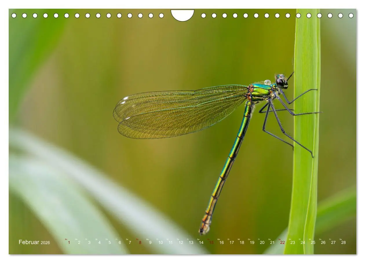 Bild: 9783516234503 | Naturwunder Libellen (Wandkalender 2026 DIN A4 quer), CALVENDO...