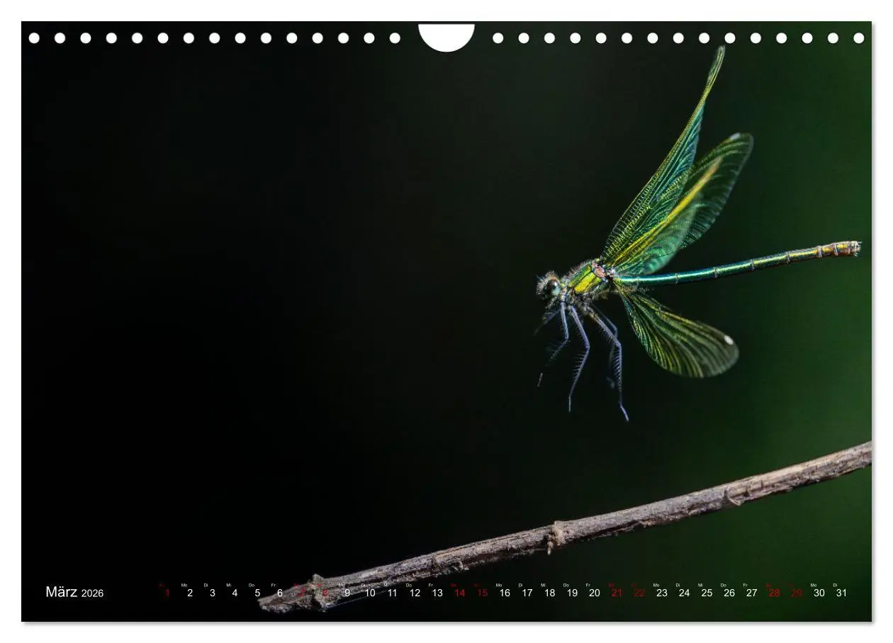 Bild: 9783516234503 | Naturwunder Libellen (Wandkalender 2026 DIN A4 quer), CALVENDO...