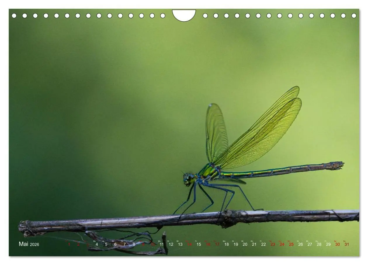 Bild: 9783516234503 | Naturwunder Libellen (Wandkalender 2026 DIN A4 quer), CALVENDO...