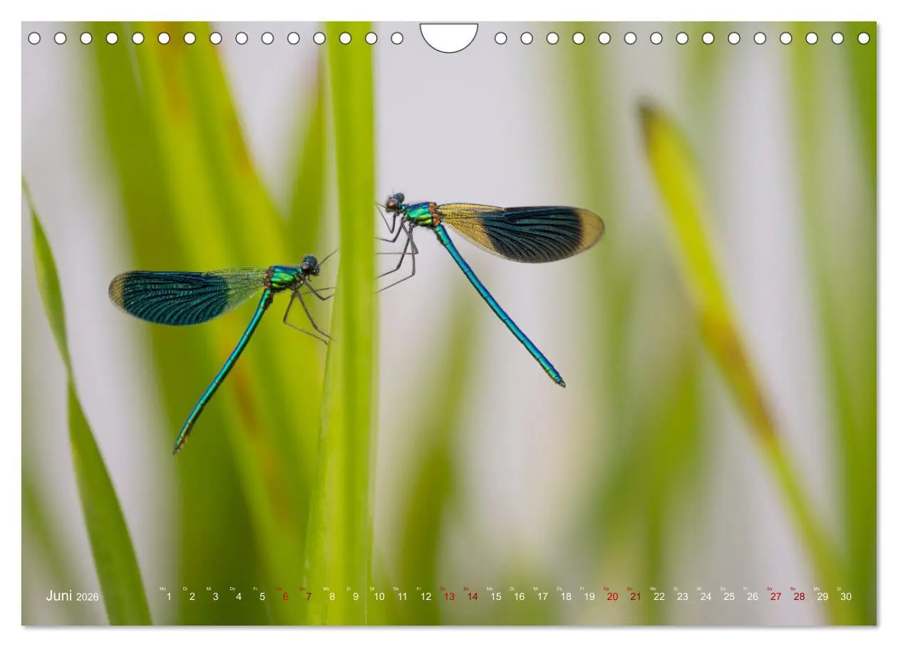 Bild: 9783516234503 | Naturwunder Libellen (Wandkalender 2026 DIN A4 quer), CALVENDO...