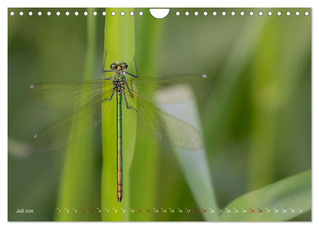 Bild: 9783516234503 | Naturwunder Libellen (Wandkalender 2026 DIN A4 quer), CALVENDO...