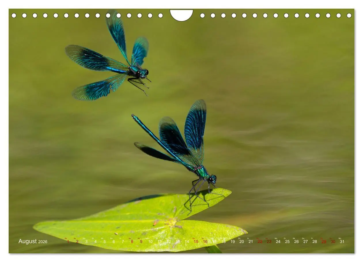 Bild: 9783516234503 | Naturwunder Libellen (Wandkalender 2026 DIN A4 quer), CALVENDO...