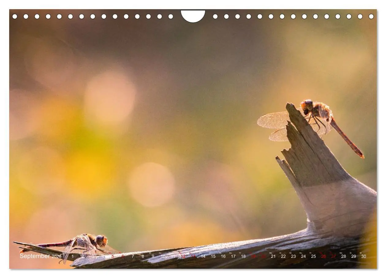 Bild: 9783516234503 | Naturwunder Libellen (Wandkalender 2026 DIN A4 quer), CALVENDO...
