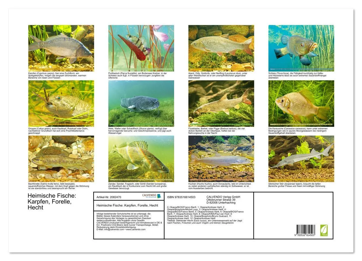 Bild: 9783516614503 | Heimische Fische: Karpfen, Forelle, Hecht (Wandkalender 2026 DIN A2...