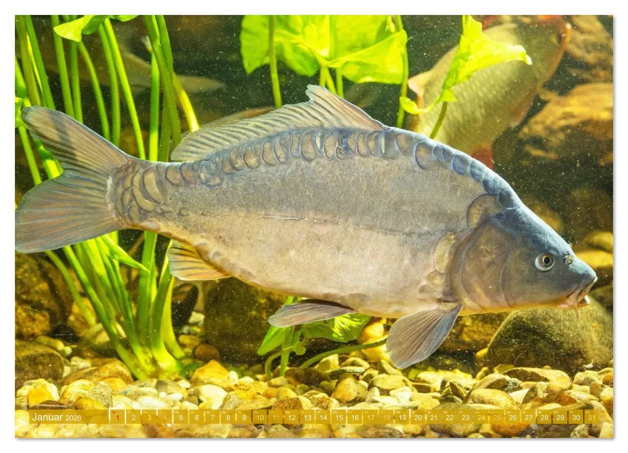Bild: 9783516614503 | Heimische Fische: Karpfen, Forelle, Hecht (Wandkalender 2026 DIN A2...