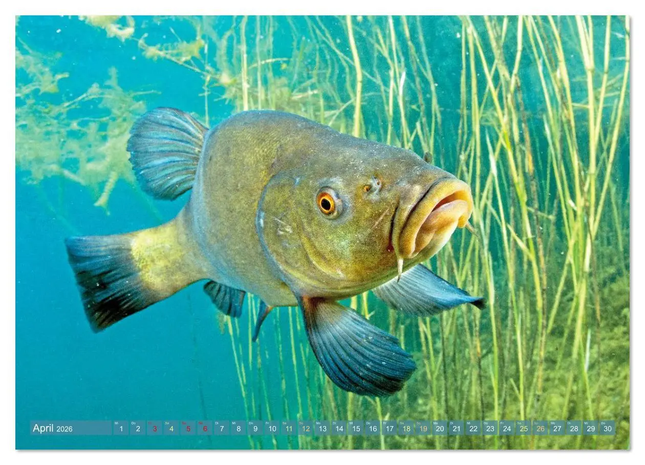 Bild: 9783516614503 | Heimische Fische: Karpfen, Forelle, Hecht (Wandkalender 2026 DIN A2...