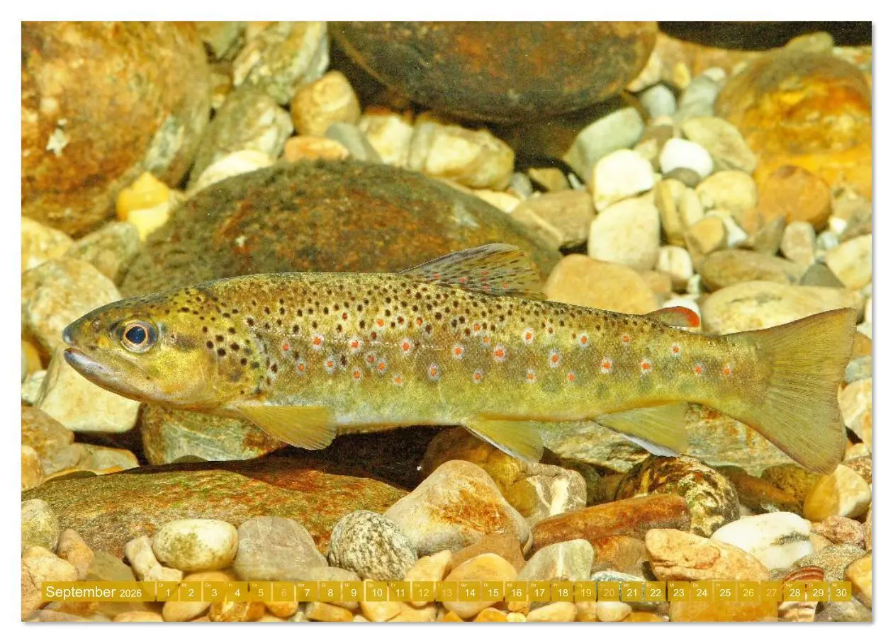 Bild: 9783516614503 | Heimische Fische: Karpfen, Forelle, Hecht (Wandkalender 2026 DIN A2...