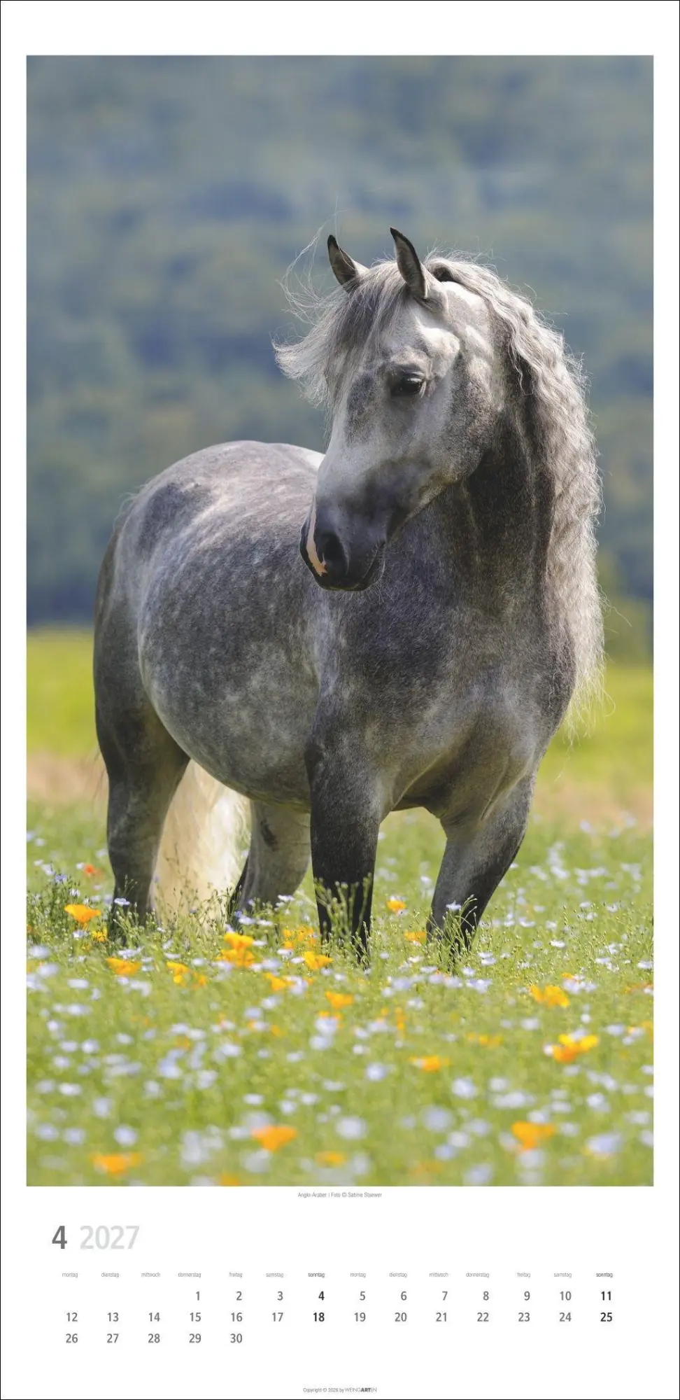 Bild: 9783839904503 | Pferde Kalender 2027 | Sabine Stuewer | Kalender | Spiralbindung