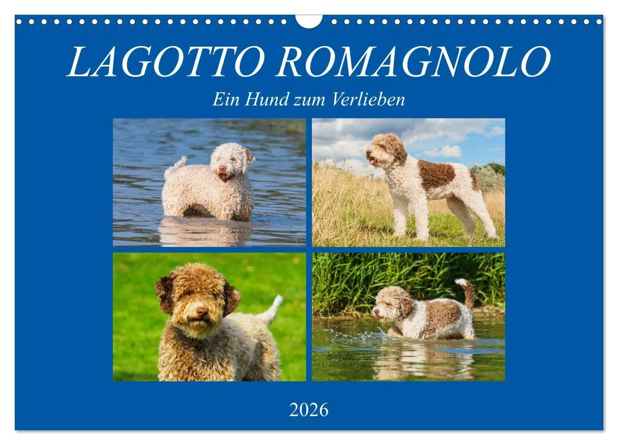 Cover: 9783457824603 | Lagotto Romagnolo - Ein Hund zum Verlieben (Wandkalender 2026 DIN...