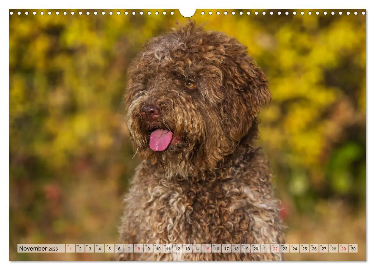 Bild: 9783457824603 | Lagotto Romagnolo - Ein Hund zum Verlieben (Wandkalender 2026 DIN...